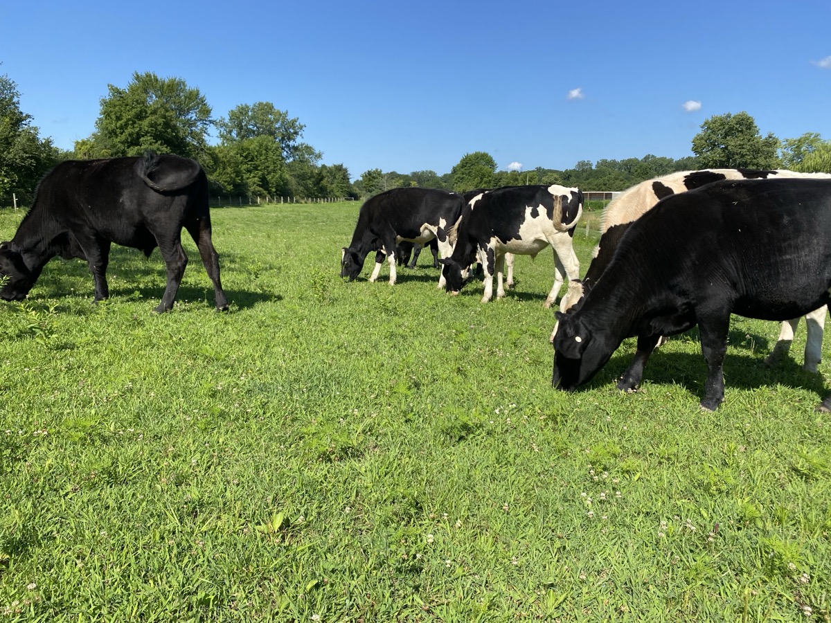 Hickory Hill Ranch cattle grazing on green summer pasture