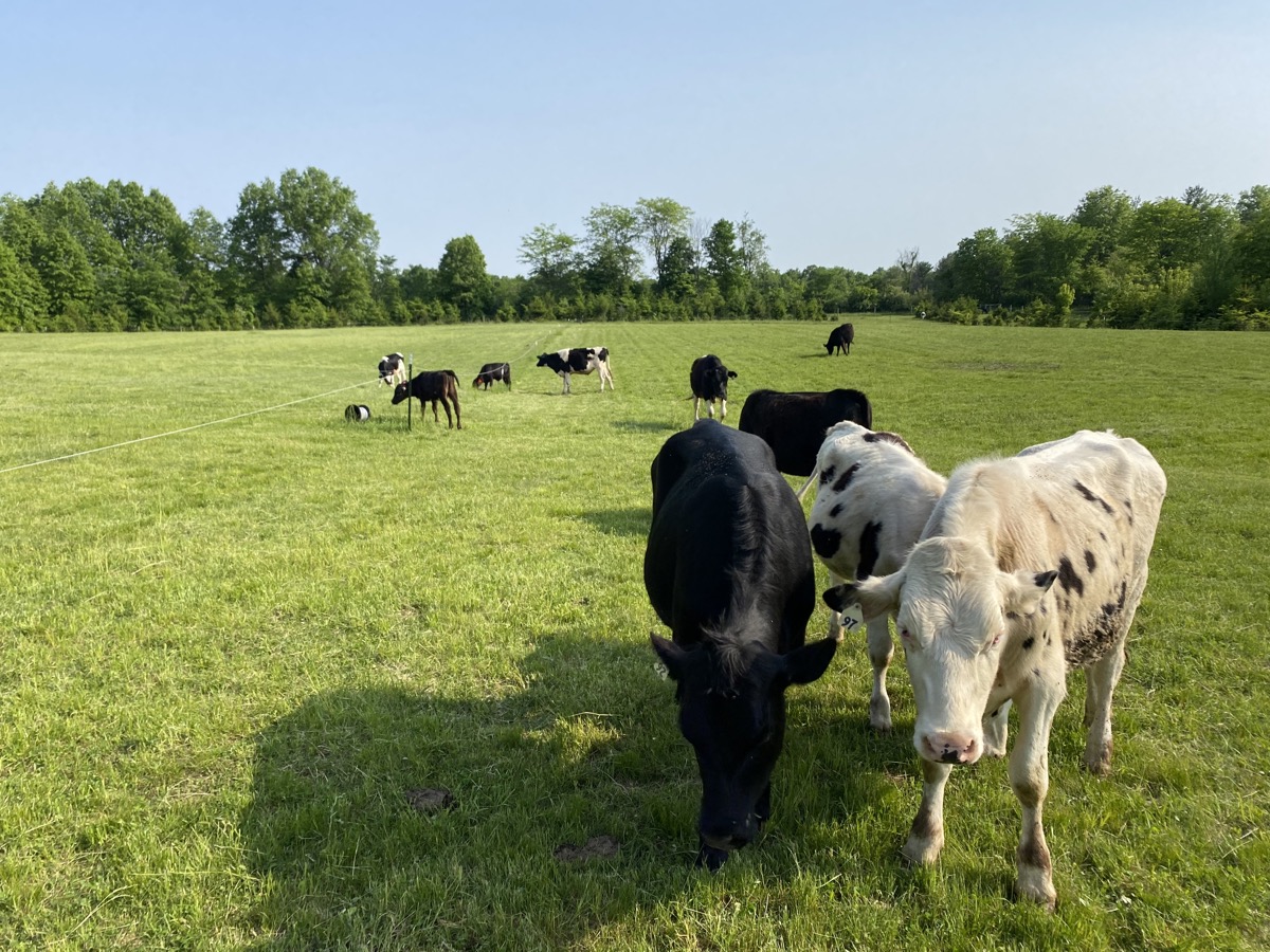 Two curious calves walking up to the camera on green pasture