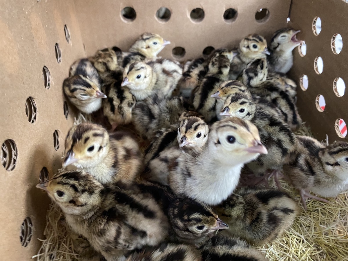 A box of day-old pheasant chicks just arrived at the ranch