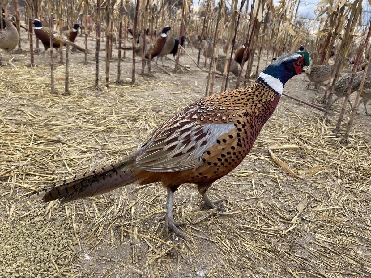 A mature ring-necked rooster in the flight pen cover