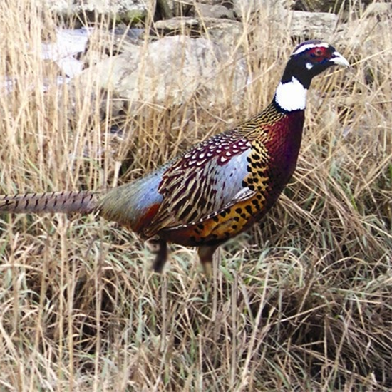 Manchurian Cross Ringneck pheasant