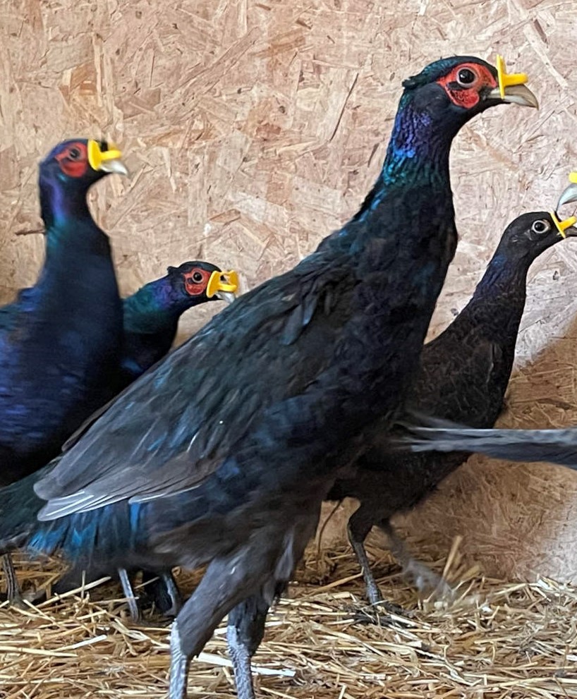 Melanistic Mutant pheasant